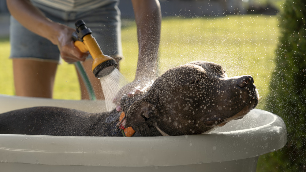 hydrobath and grooming