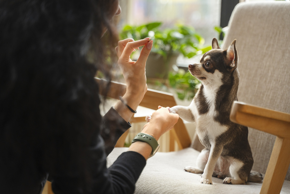 puppy preschool