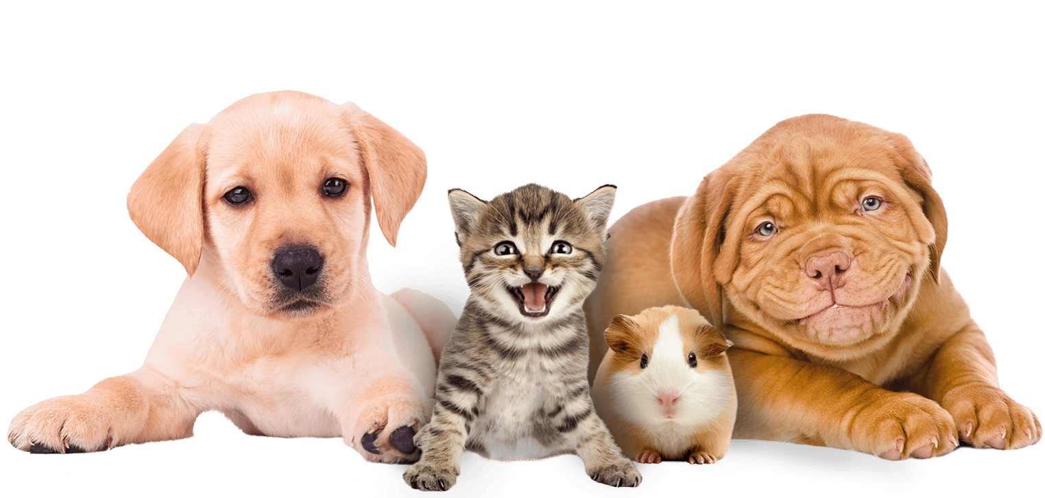Marburg Veterinary Clinic