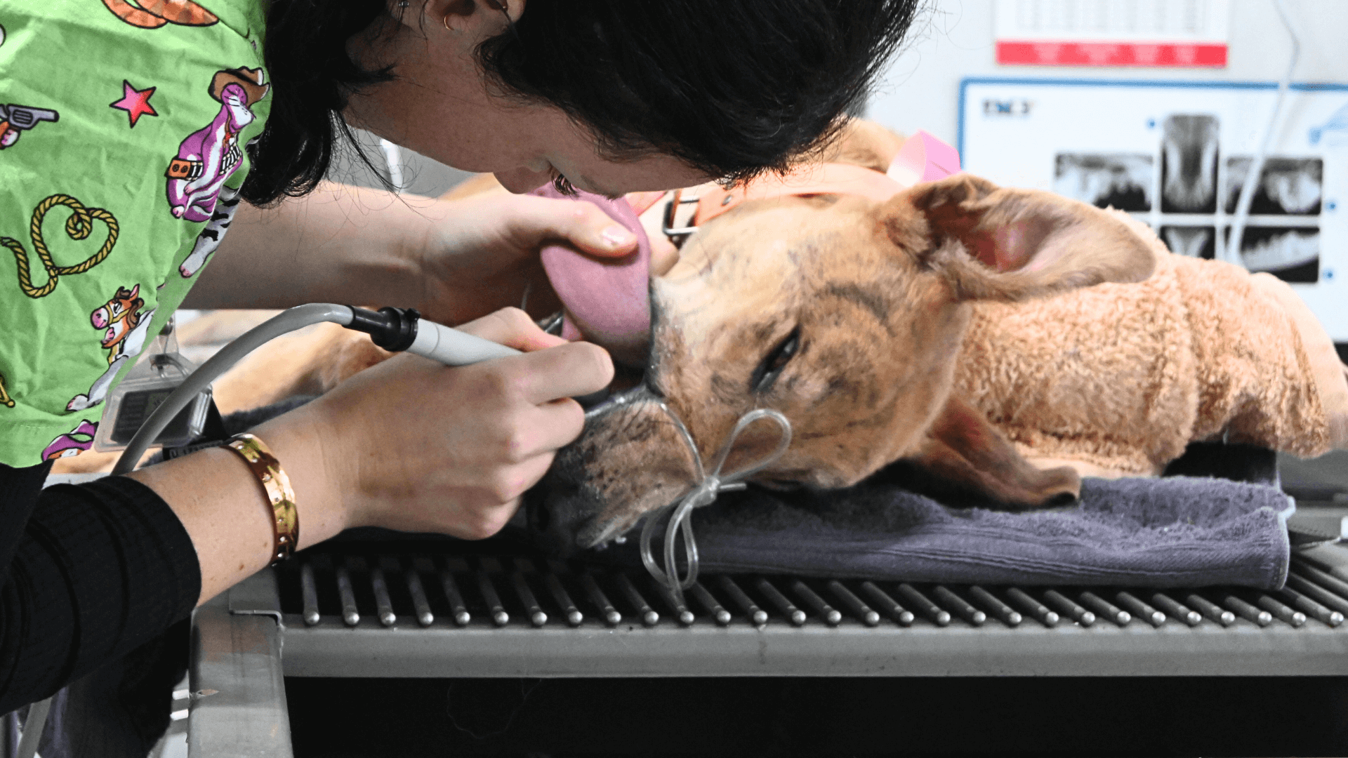 Dentistry Dog and Cat
